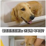 [강아지] <b>목욕</b>하는데 이렇게 귀여워도 되는거임!??