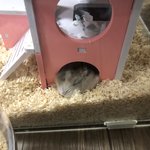 우리집 <b>햄</b><b>찌</b> 자는거 보고갈래?