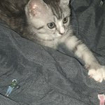 [댓글부탁해] <b>각자</b> 고양이 자랑 하실?