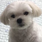 우리집 아기 강아지로 판 <b>정화</b>합니다