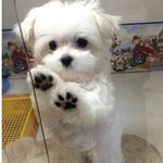 엉니들 싸우지망요