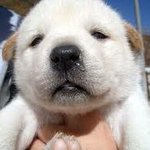 [추반] <b>이</b> <b>강아지</b> 너무 귀여우면 추천