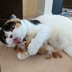 이건 <b>집사</b> 할아버지가 와도 절대 못줌!!