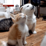 [방탄소년단] <b>미니</b> 모니 모니 <b>미니</b>