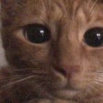 [이것좀봐줘] <b>나도</b> 우리 고양이 자랑 하고 갈게..!