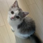 [고양이] 우리집 고양이 <b>꽁치</b>인형