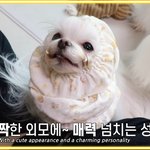 [강아지] 우리나라에서만 강아지슬개골 수술이많은 이유.jpg