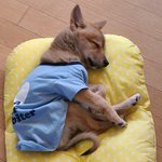 [이것좀봐줘] 우리집 갱얼쥔데 어때?