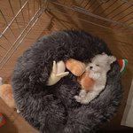 [NCT즌] 저 <b>수박</b> 장난감 실화냐고