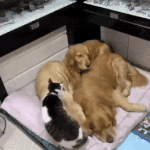 [고양이] <b>낮잠</b>자기