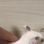 [댓글부탁해] <b>햄스터</b> 쓰다듬어도 가만히있음..