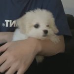 <b>야야</b> 내남친 강아지 미쳤어 개귀여워