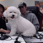 [모두드루와] 천러님 강아지 <b>비숑</b>이야..?