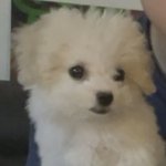 야야 얘들아 내남친 강아지 개귀<b>엽지</b>