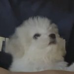 <b>재업</b>) 똑똑하고 귀여운 판녀들아 들어와봐