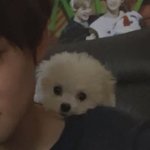 야..강아지너무귀엽지않냐