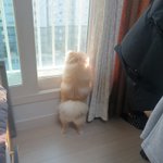[이것좀봐줘] 우리집 <b>죠리퐁</b> 보고 가줘