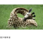 [ㅈㄱㄴ] <b>기린</b> 이새끼 일부러 이렇게잠?