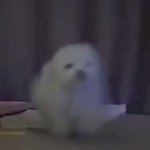 고2인데 <b>염색</b>할까 파마할까 ㅊㅊ좀
