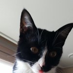 [이것좀봐줘] 저도 고양이 자랑 ㅎㅎ