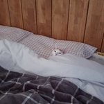 [고양이] 이불 잘 덮고 <b>자라</b>