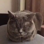 그냥 <b>똥글</b>이나 싸자
