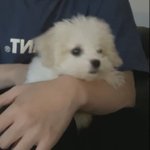 우리 <b>대갈</b>님