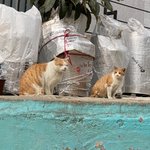 당근마켓 직거래 <b>고수</b> 들어와봐