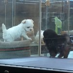 나 <b>대갈</b>이만큼 귀여운 강<b>쥐</b> 본적있음