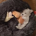 내 기준 젤 귀여운 연예인 <b>반려</b>견 탑2