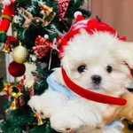 예리 강아지 무슨 <b>종이</b>야??