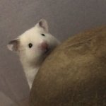 나 햄스터인데 <b>궁물</b>받아~