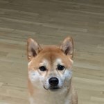 [강아지] 강아지를 찾아주세요