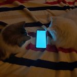 [고양이] 냥이들도 핸<b>폰중독</b>?? ㅎㄹ