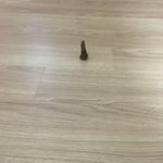 와ㅎㅎ 우리 강아지 똥 세워서 쌌어