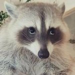 [NCT즌] <b>크리</b>쮸마쮸에 판하고있으면 말이안되지ㅋㅋ