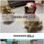 [강아지] 크리스마스 <b>산타</b> 골든리트리버! ㅋㅋㅋㅋ