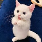나 오늘 애기똥강아지 봤다ㅋㅋ