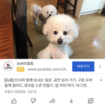 이 강아지 견<b>종이</b> 뭐임??