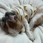 우리집 강아지 실명됐어