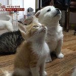 [TXT] 이거 ㅈㄴ <b>막내즈</b>...