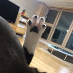 [고양이] 한살 더 먹은 오동이❤️