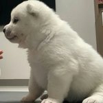 얼굴 멀쩡한데 넷<b>상연</b>애 하는사람은 뭘까