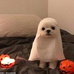 얘들아 <b>미간</b> 좁으면 앞트임 못해????