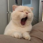 [댓글부탁해] 속눈썹 <b>풍성</b>해진애 있냐