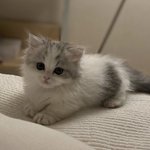 [드루와] 와 그루비룸 <b>규정</b> 고양이...