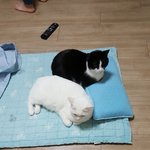 [고양이] 나도질수없다 우리냥이들간돠!!!
