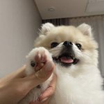 트와 인스타에 이거 <b>나연</b> 강아지임??