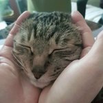 [TXT] 강태현 얼른 <b>호박</b>이한테 핸드폰 사줬으면