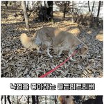 [강아지] 리트리버는 <b>낙엽</b>없이 못산다.